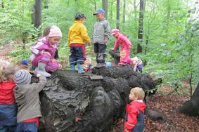 Kinder klettern auf einen großen alten Baumstamm